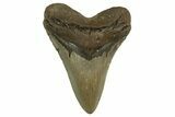 Fossil Megalodon Tooth - North Carolina #328240-1
